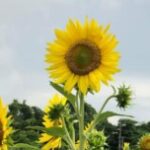 XUÂN XUÂN 23的头像