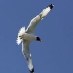 骄傲的飞的头像