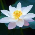 迎向光明的头像